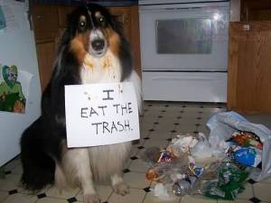 funny-dog-i-eat-the-trash